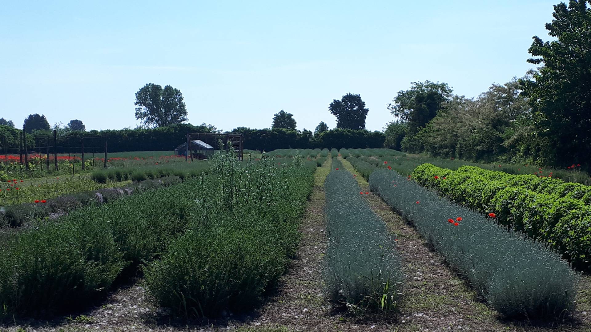 Piante Officinali